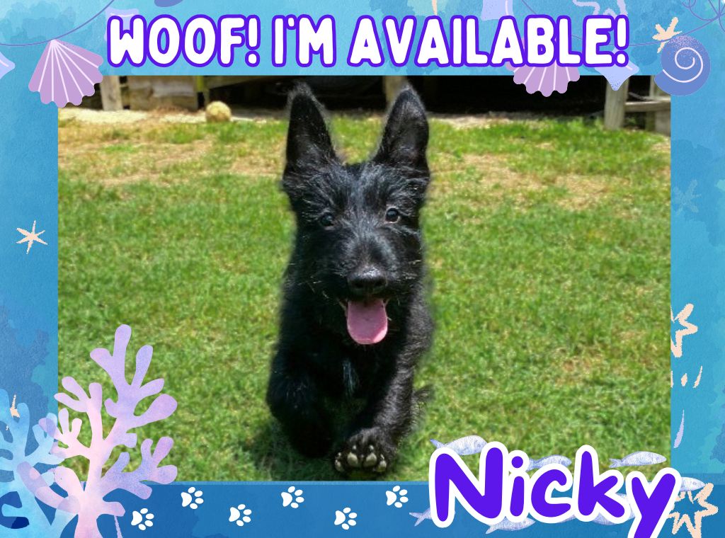 Nicky 15wk ft