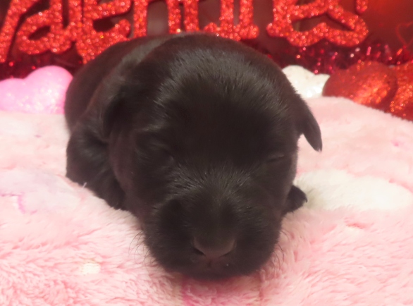 aaliyah 2wk 5