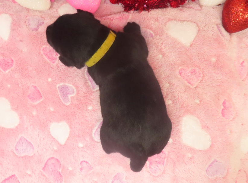 aaliyah 2wk 8