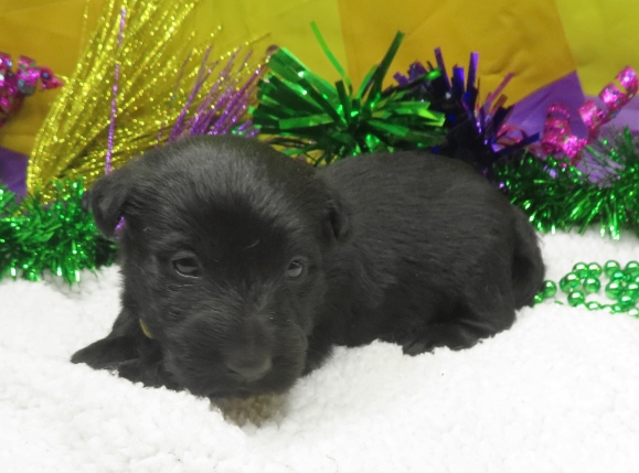 aaliyah 3wk 2