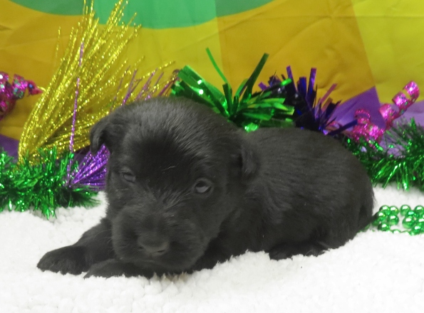 aaliyah 3wk 3