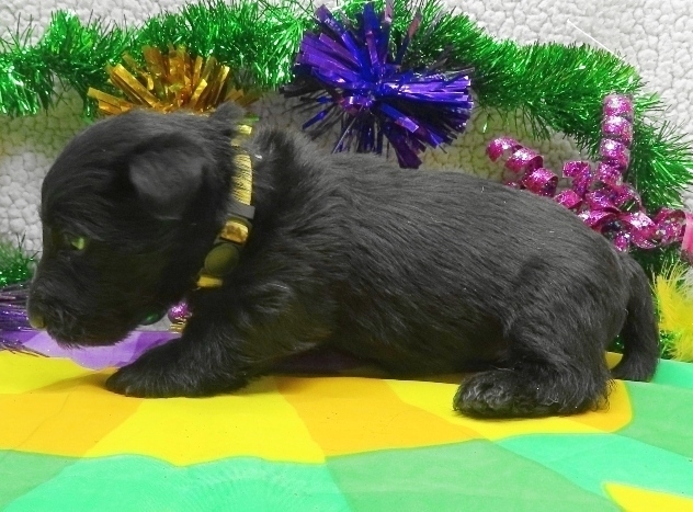 aaliyah 4wk 2