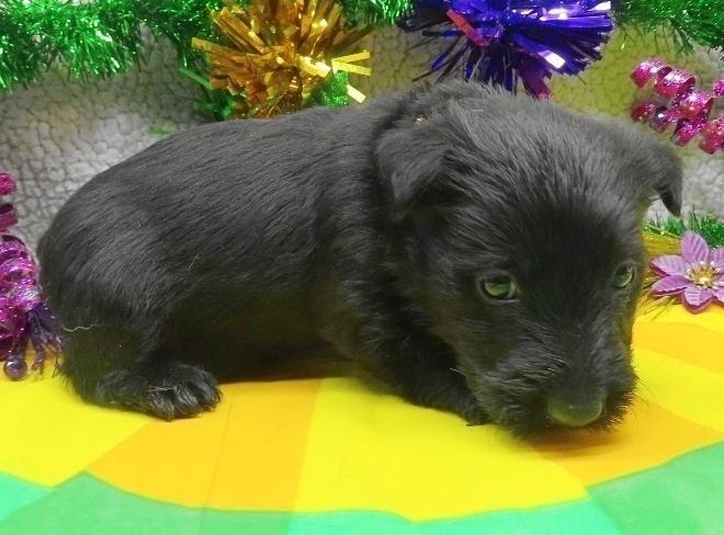 aaliyah 4wk 4