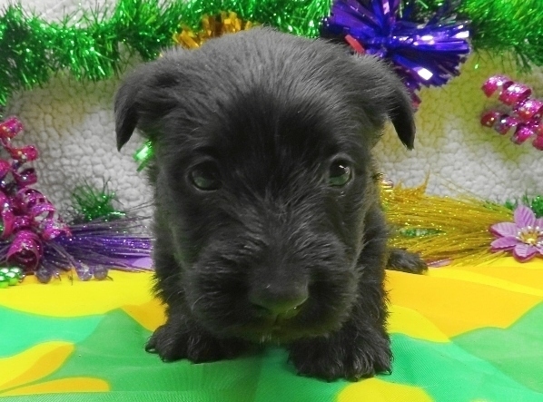 aaliyah 4wk 6