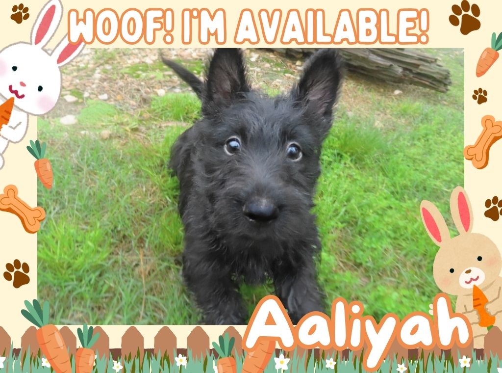 aaliyah 9wk ft 1