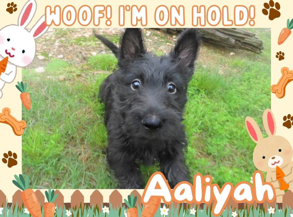 aaliyah 9wk ft 2