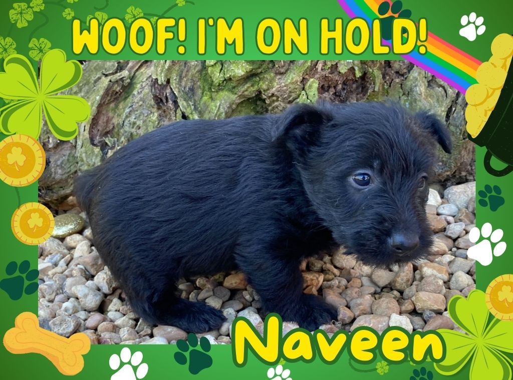 naveen 6wk ft 2