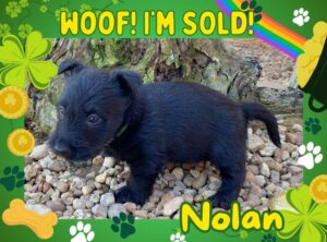 Available Puppies 8 nolan 6wk ft 3