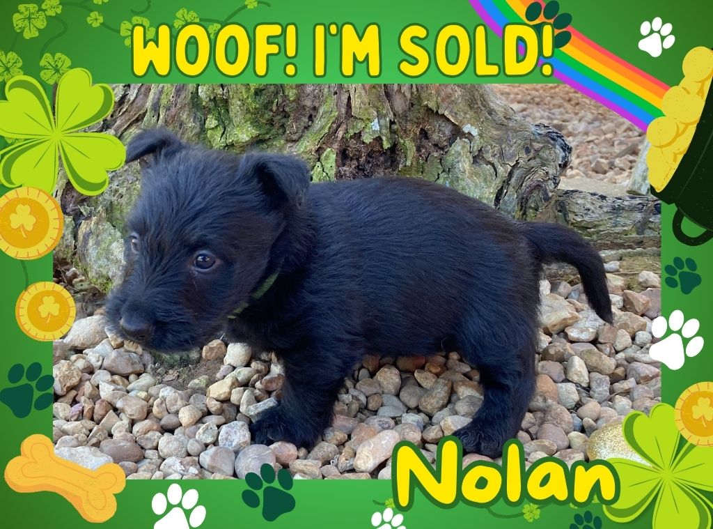 nolan 6wk ft 3