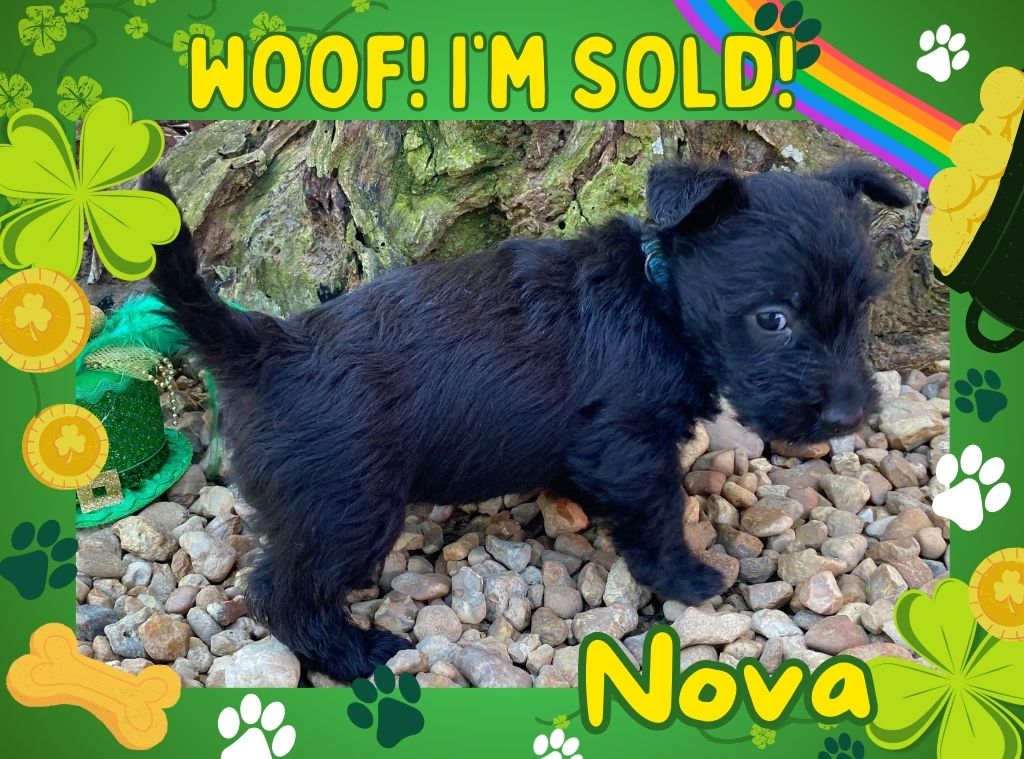 nova 6wk ft 3