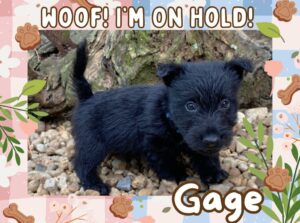 Gage 6wk ft 2