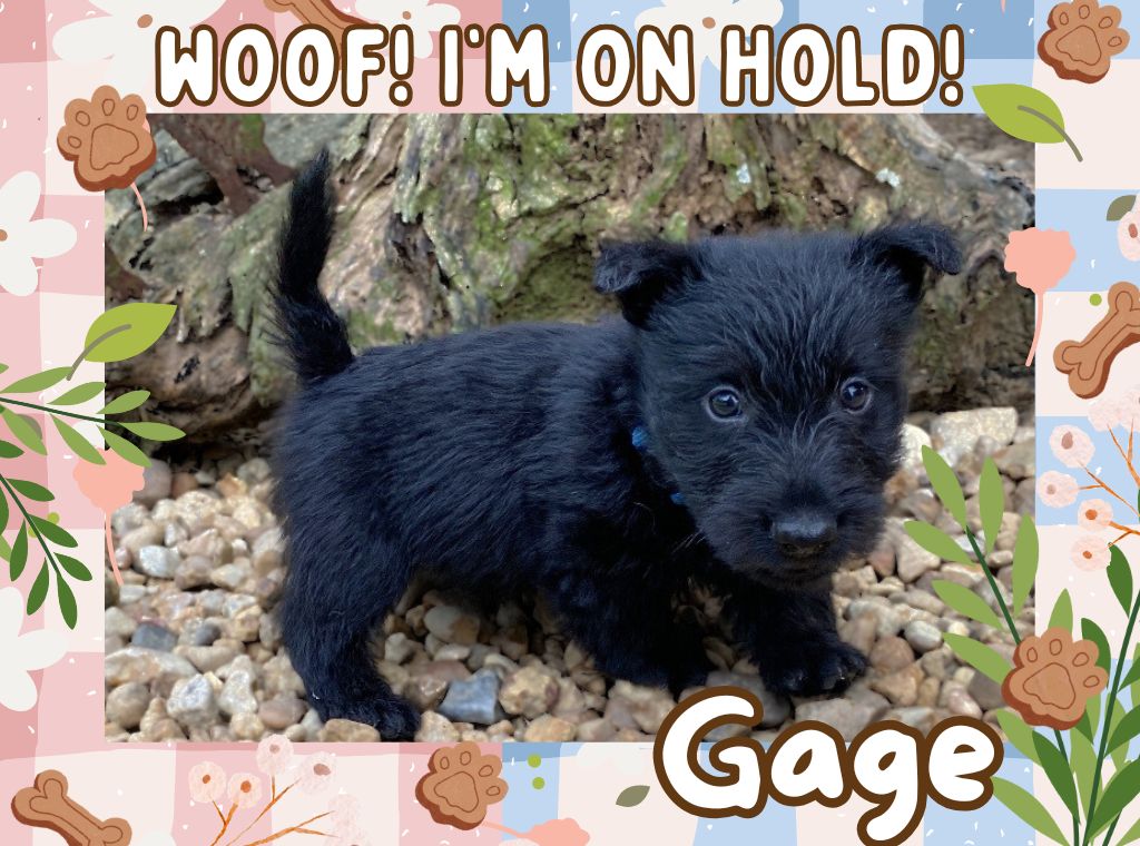 Gage 6wk ft 2