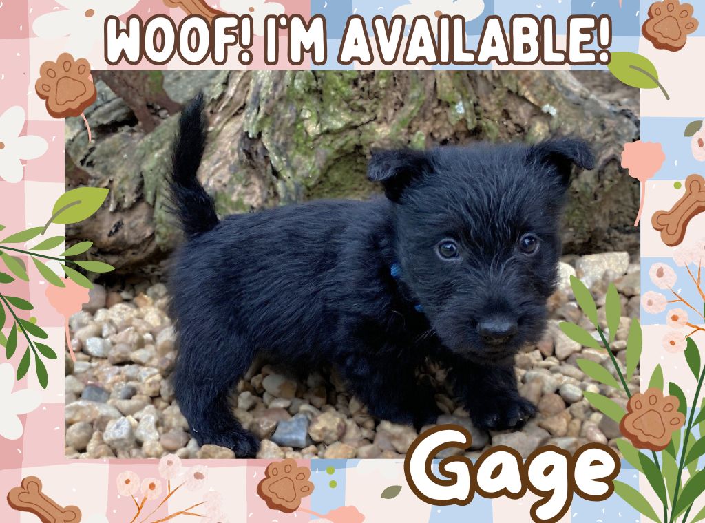 Gage 6wk ft