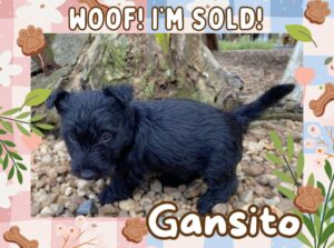 Home 20 Gansito 6wk ft 3
