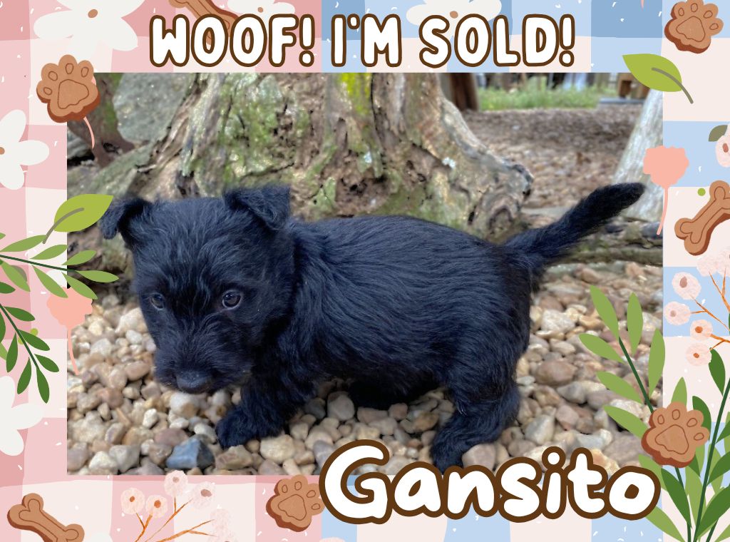 Gansito 6wk ft 3