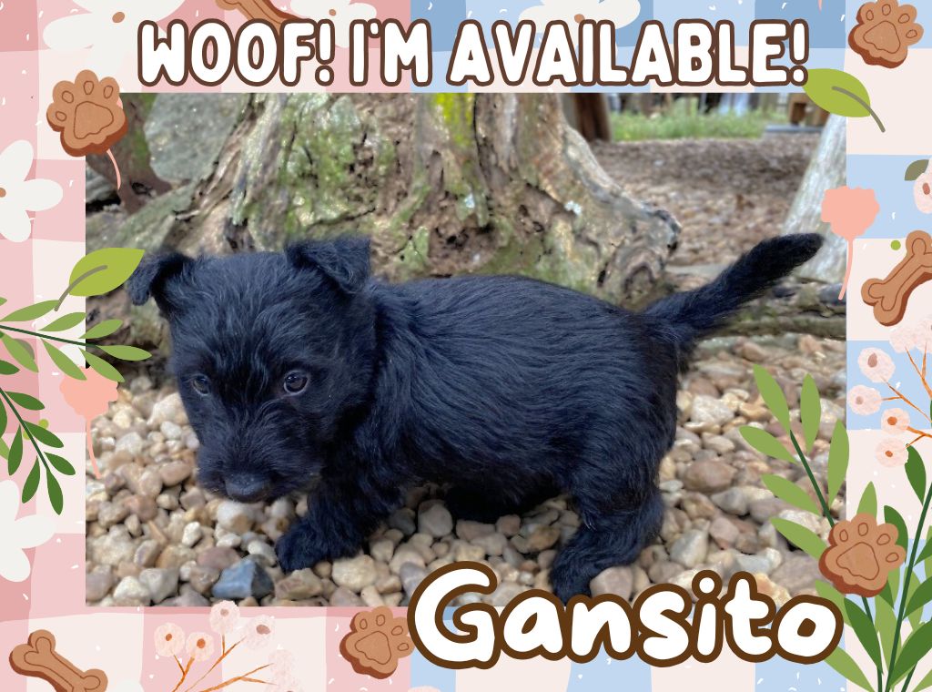 Gansito 6wk ft