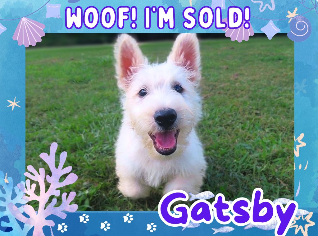 Gatsby 12wk ft 3