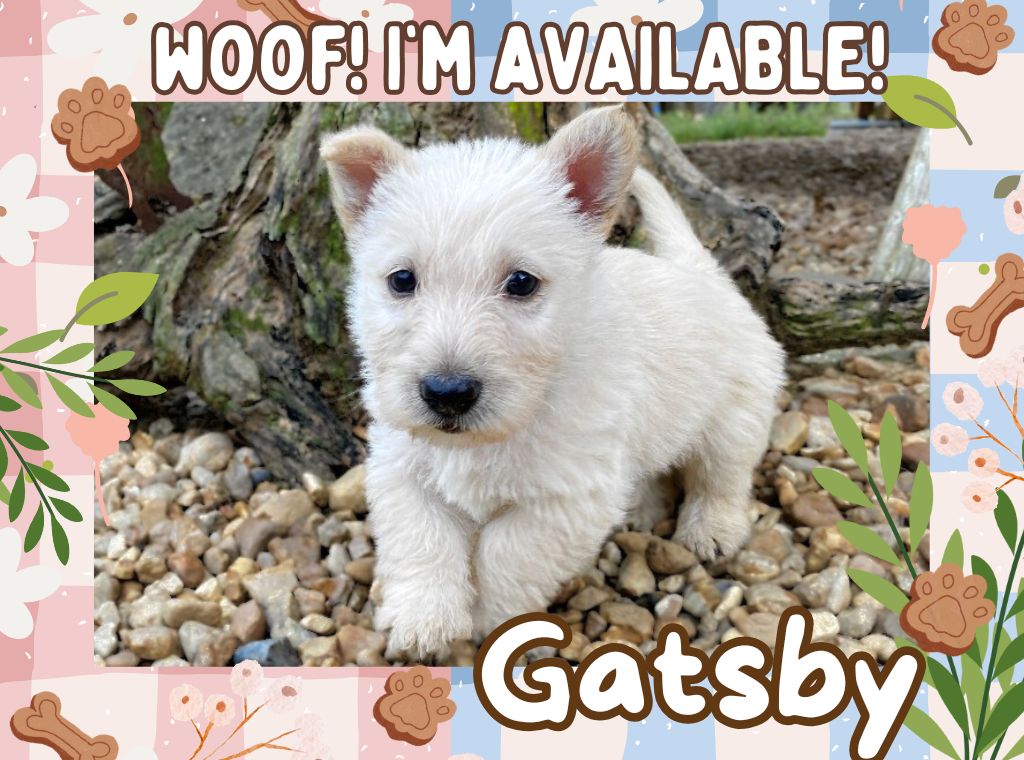 Gatsby 6wk ft