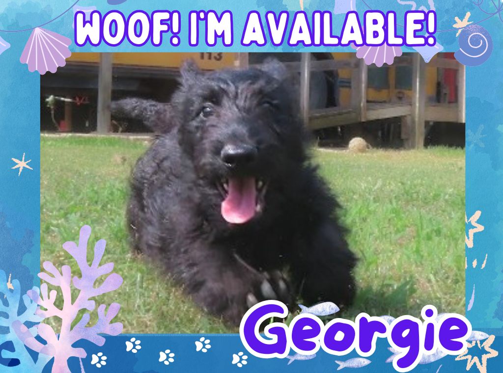 Georgie 12wk ft