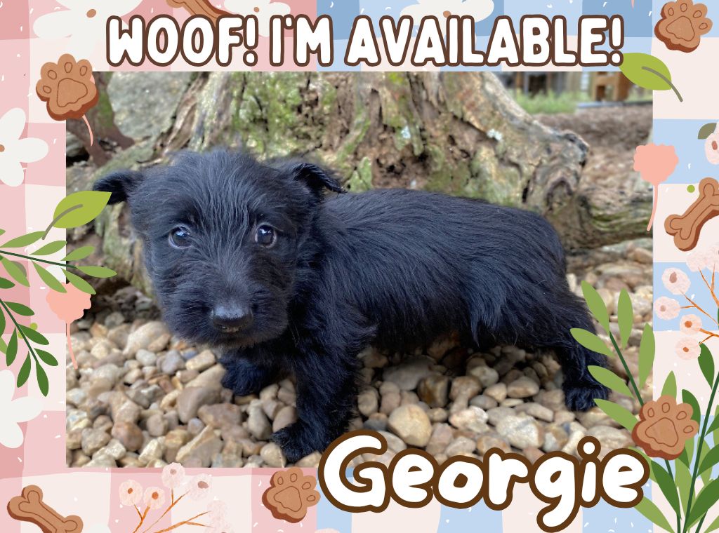 Georgie 6wk ft