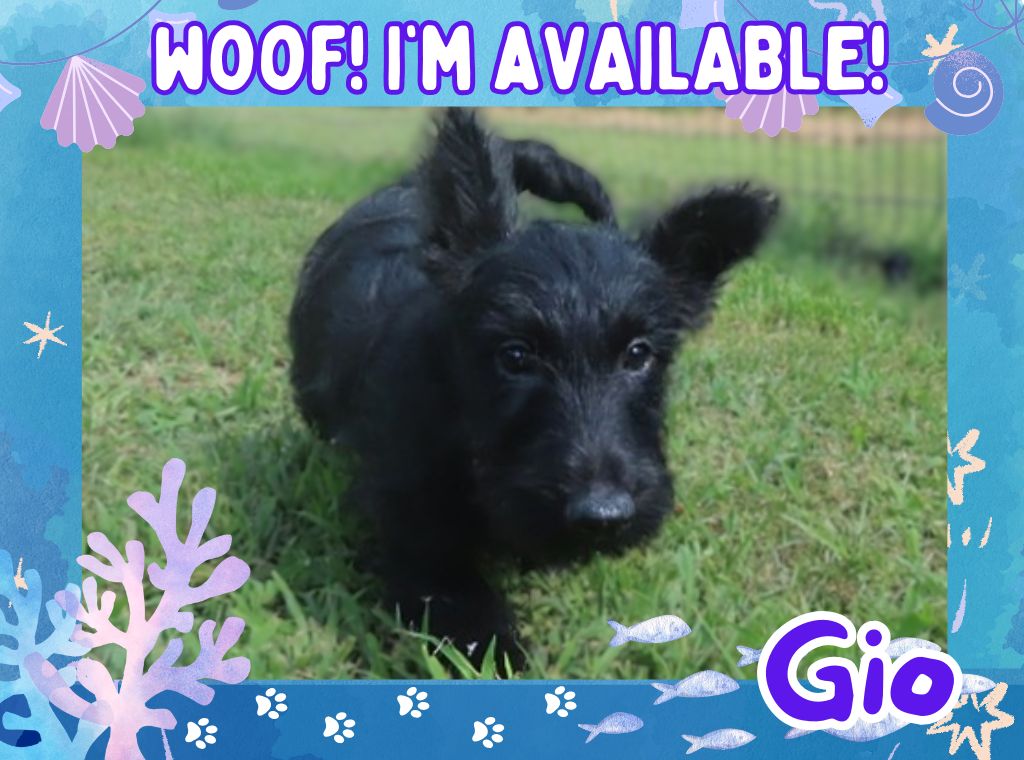 Gio 12wk ft