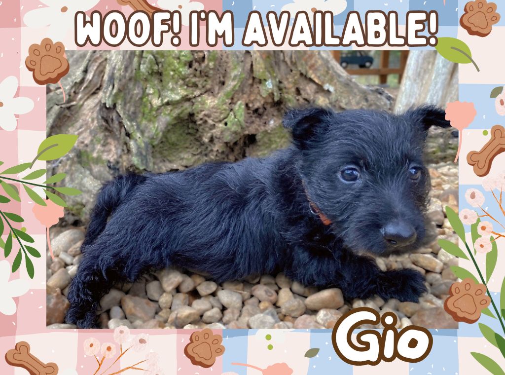 Gio 6wk ft