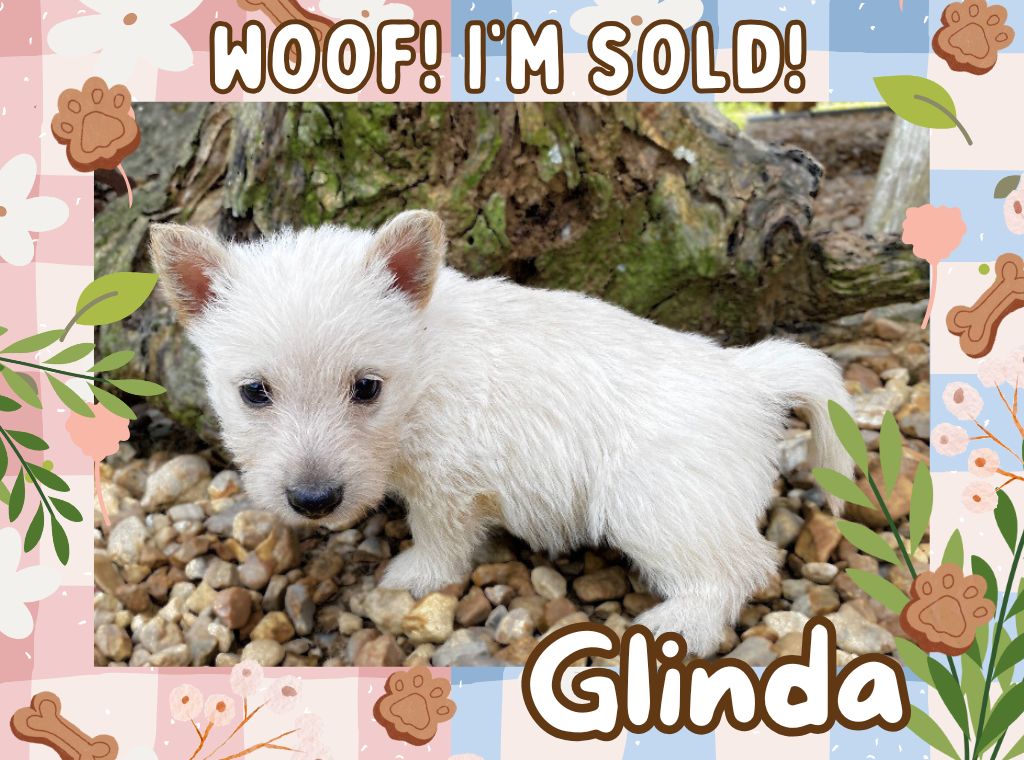 Glinda 6wk ft 3