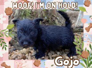 Available Puppies 15 Gojo 6wk ft 2