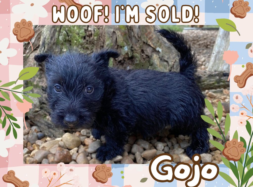 Gojo 6wk ft 3