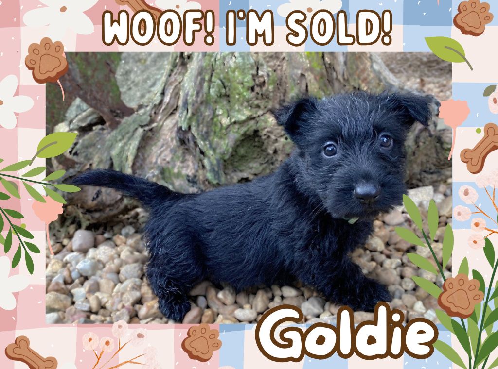 Goldie 6wk ft 3