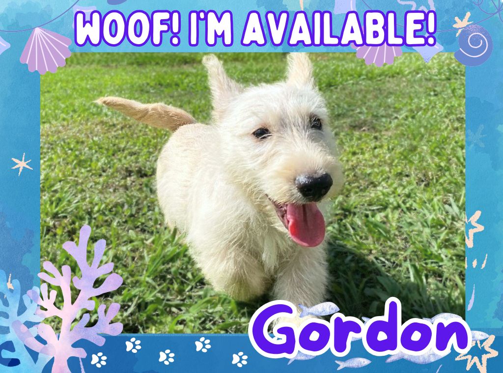 Gordon 12wk ft