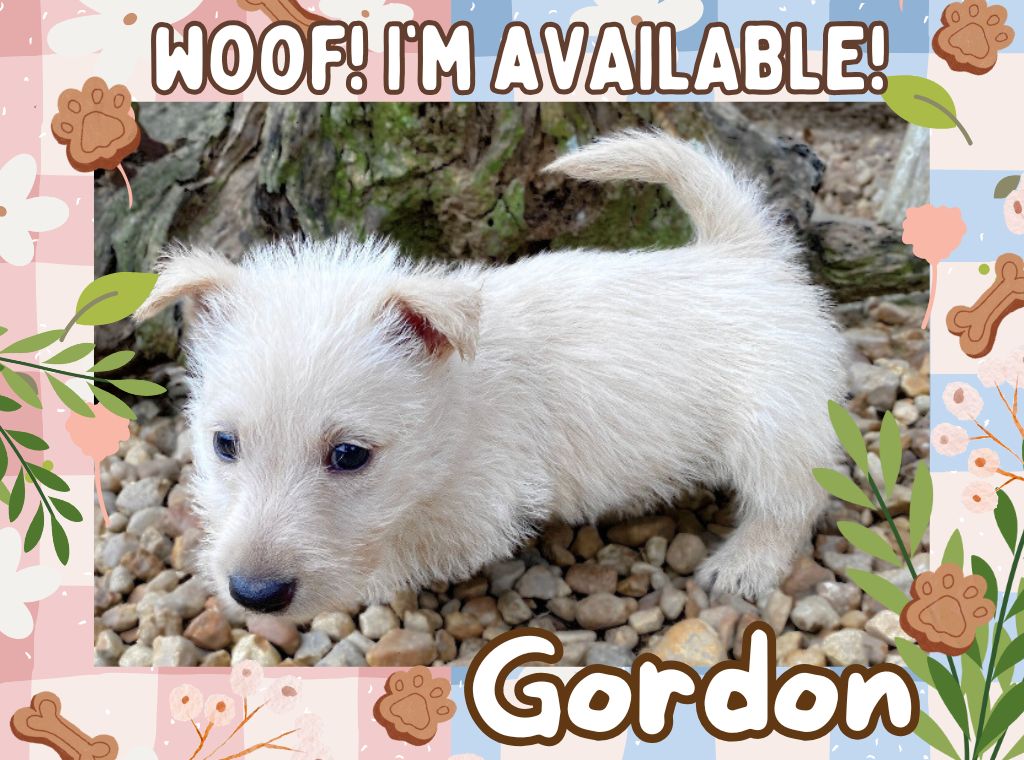 Gordon 6wk ft
