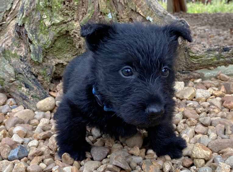 gage 6wk 6