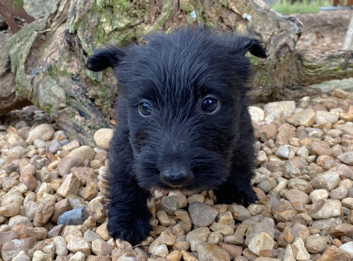 georgie 6wk 1