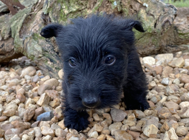 georgie 6wk 2