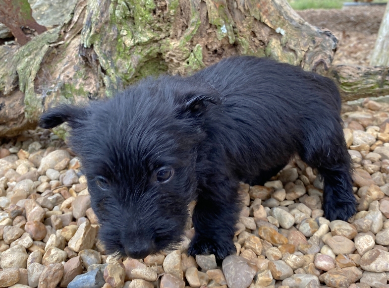 georgie 6wk 3