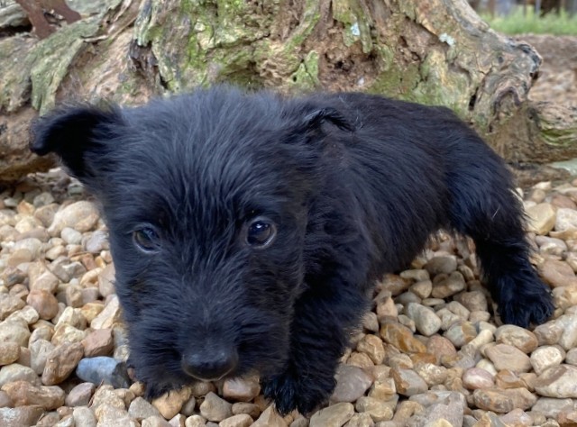 georgie 6wk 4