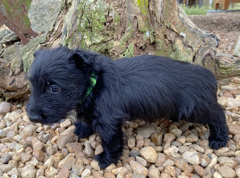 georgie 6wk 6