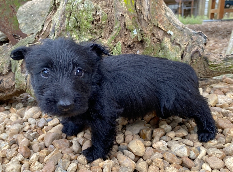 georgie 6wk 7