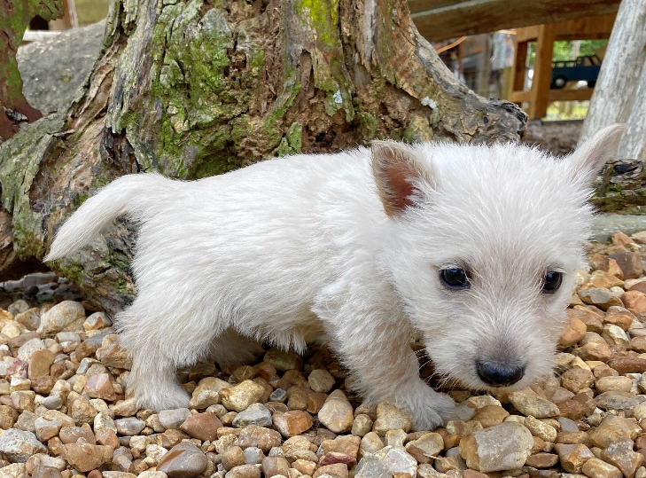 glinda 6wk 4