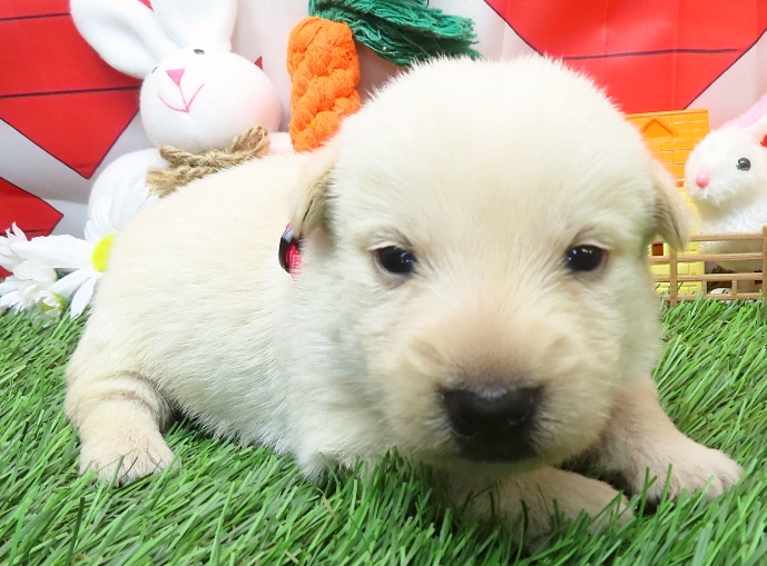 gordon 3wk 1 1