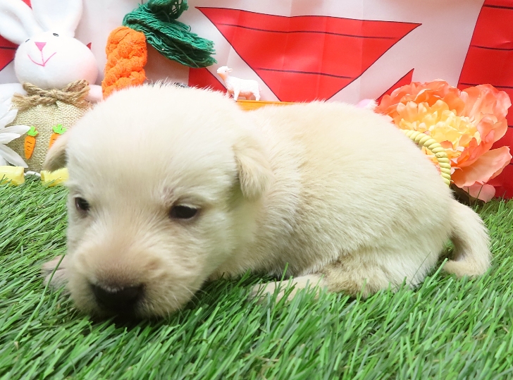 gordon 3wk 3 1