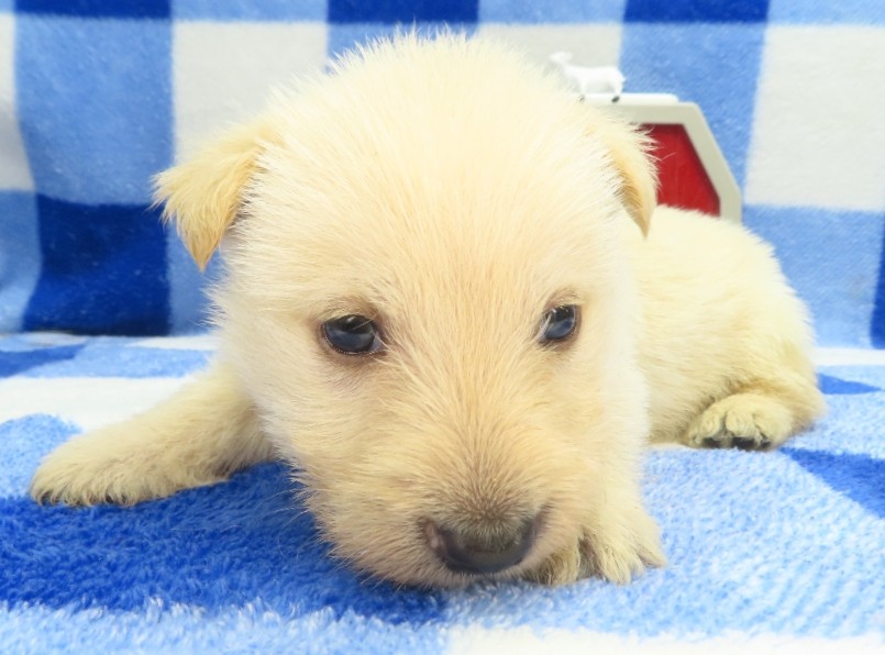 gordon 4wk 1