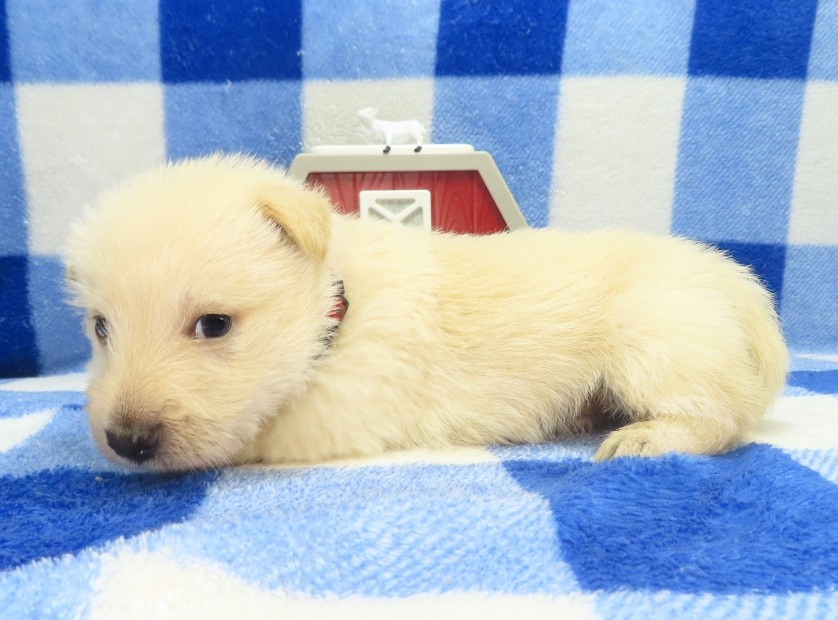 gordon 4wk 2