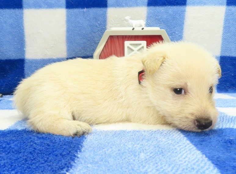gordon 4wk 3