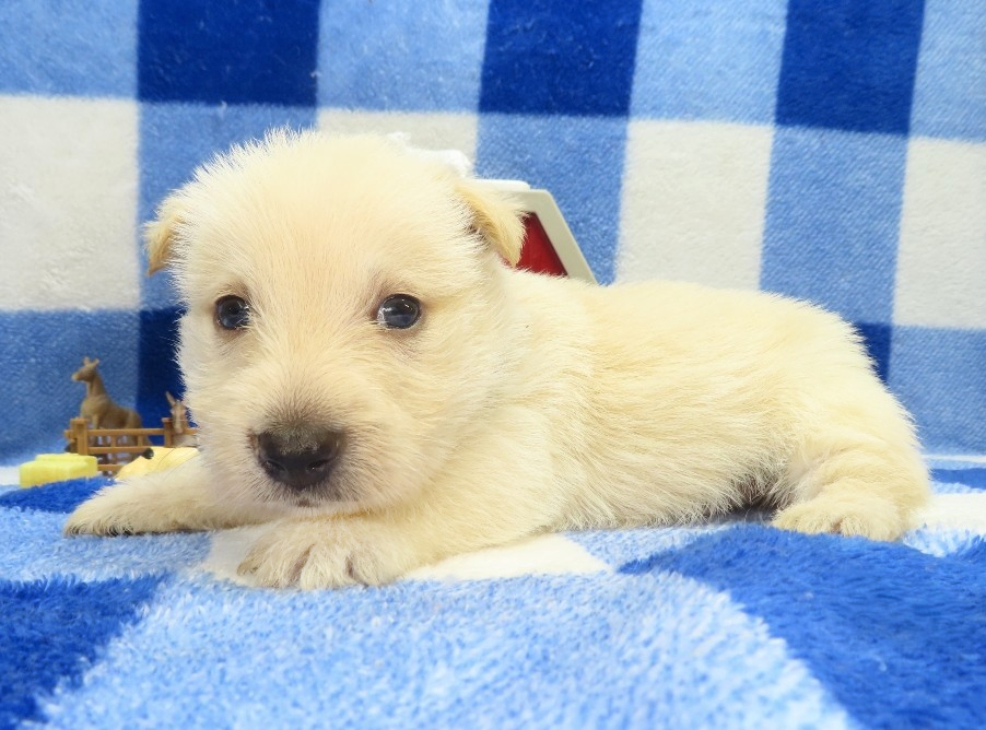 gordon 4wk 4