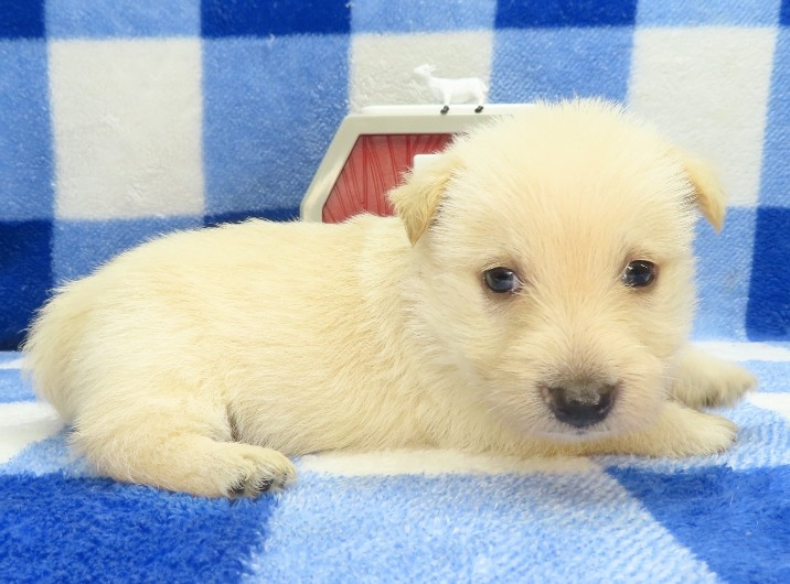 gordon 4wk 5