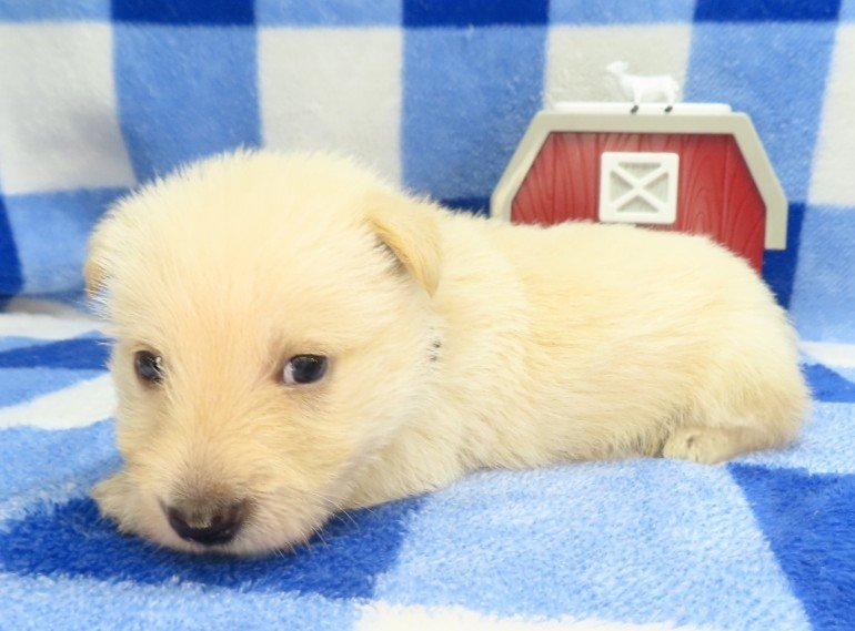 gordon 4wk 6