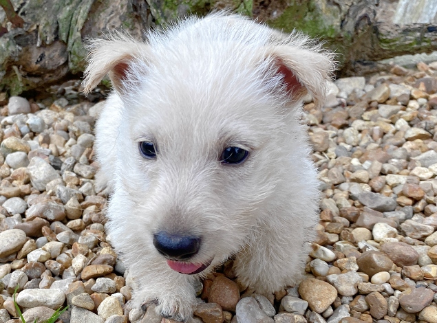 gordon 6wk 2