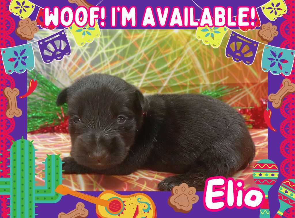 Elio 3wk ft